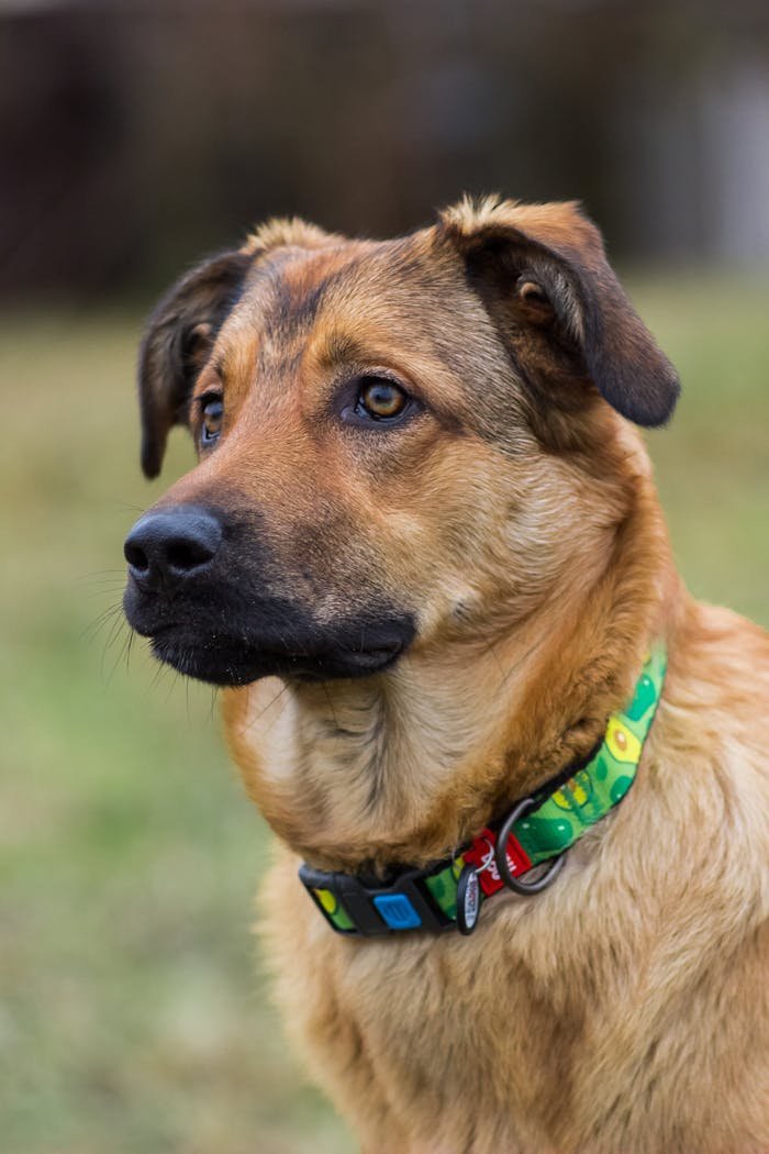 A focused dog with a colorful collar standing outdoors on grassy field.