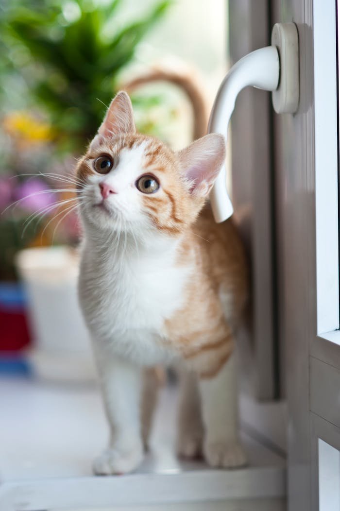 Adorable tabby kitten with orange fur curiously looking outside through the window.