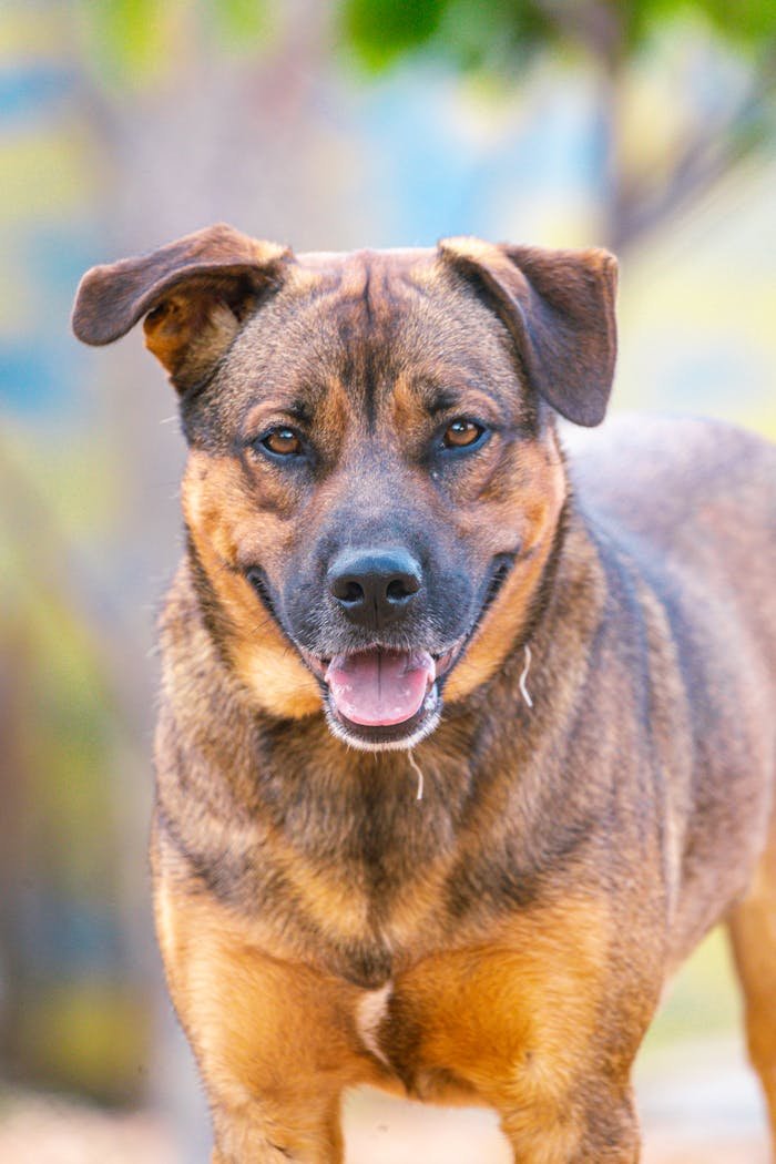 Close-up of a happy brown dog outdoors, smiling at the camera.